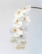 Phalaenopsis 102cm